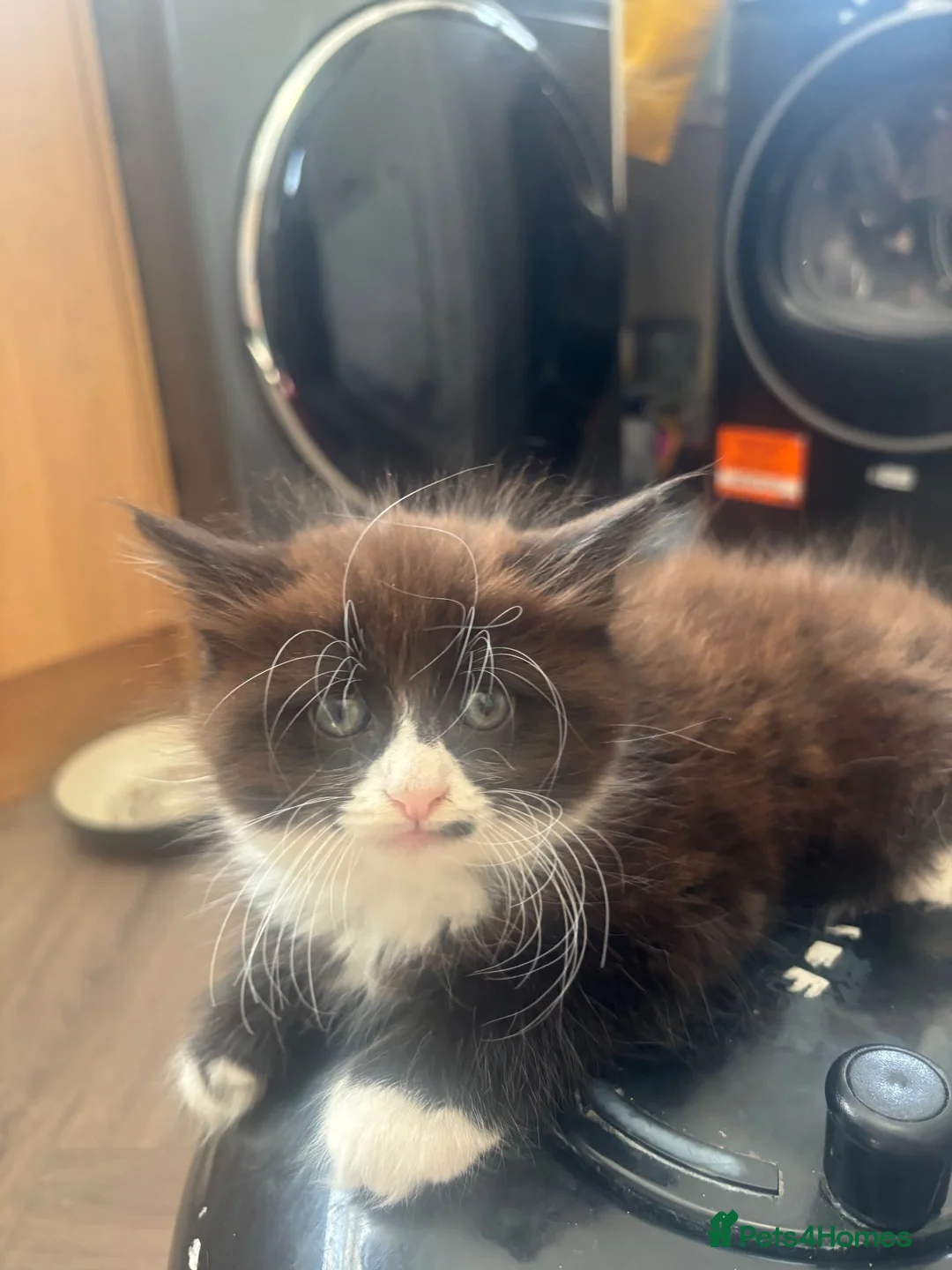 Mixed Breed cats for sale: Mainecoon/BomBay Kittens  - Advert 2