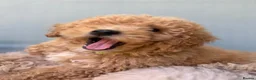 Mixed Breed dogs for sale: Rare Stunning Toy Cavapooshon Family Bred Puppies in Maidstone - Advert 32