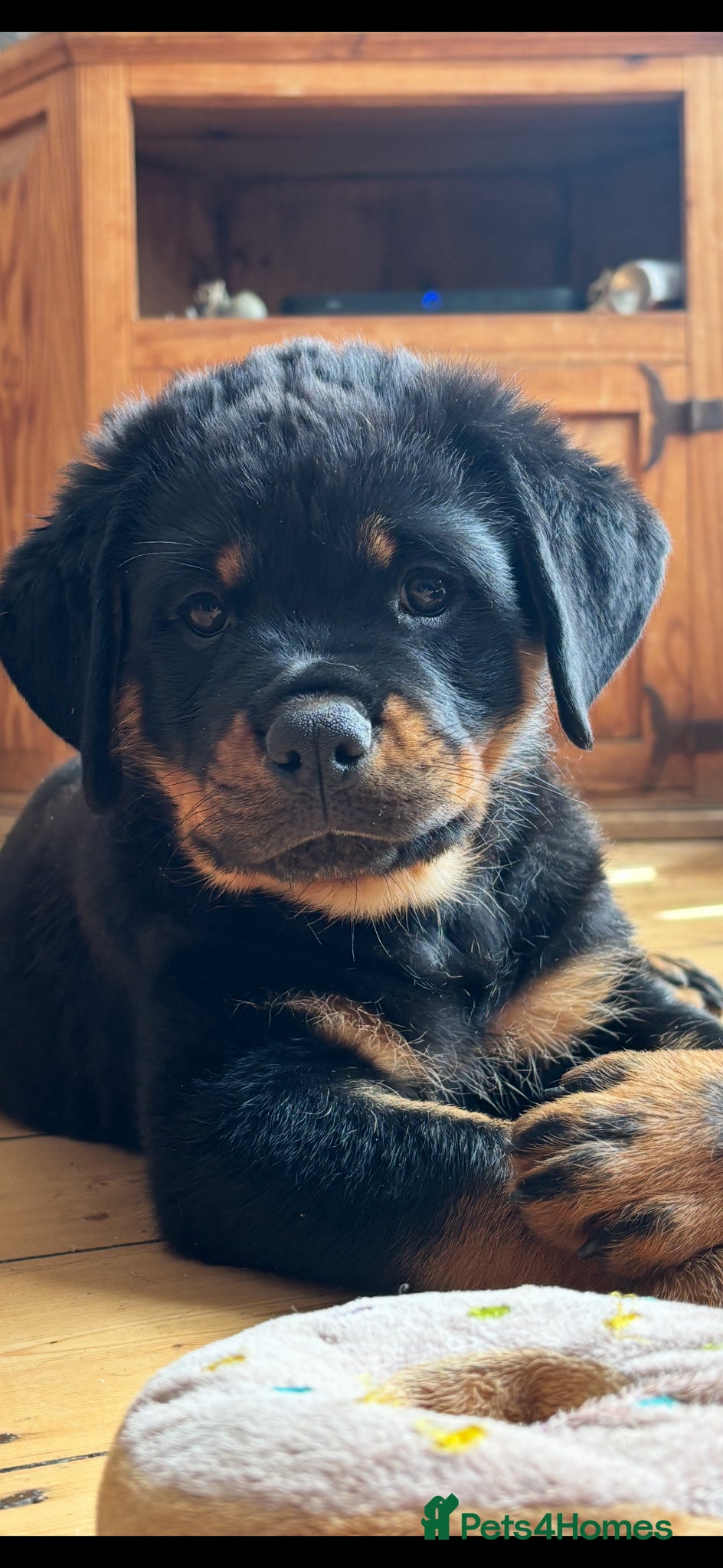 Rottweiler dogs Stunning Rottweiler Puppies  - Advert 2