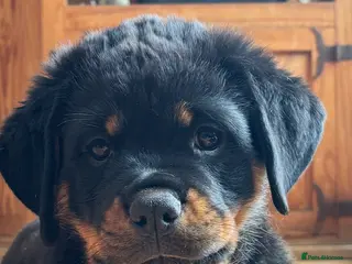 Rottweiler dogs Stunning Rottweiler Puppies - Advert 3
