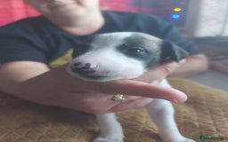 Whippet dogs for sale: Whippet Puppies - Image 4