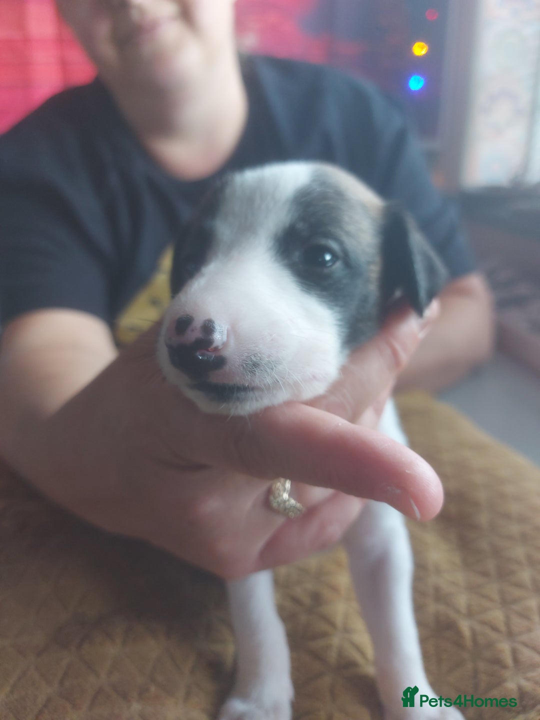 Whippet dogs for sale: Whippet Puppies - Image 4