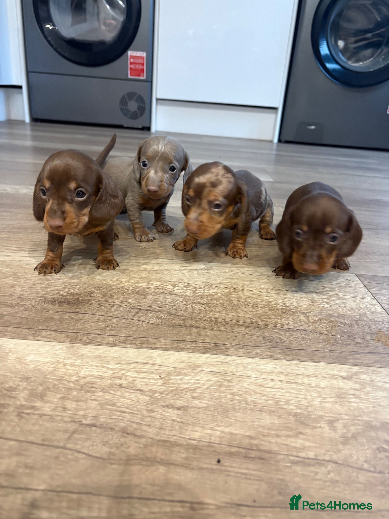 Miniature Dachshund dogs KC Registered Miniature Dachshund puppies for sale - Advert 1