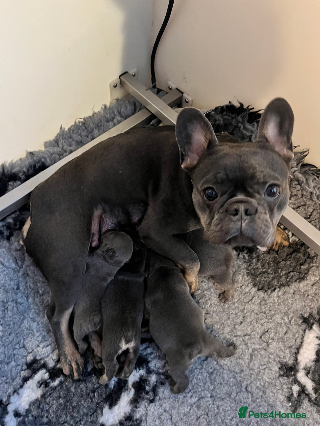 French Bulldog dogs for sale: Health tested kc reg blue/tan lilac tan puppies - Advert 7