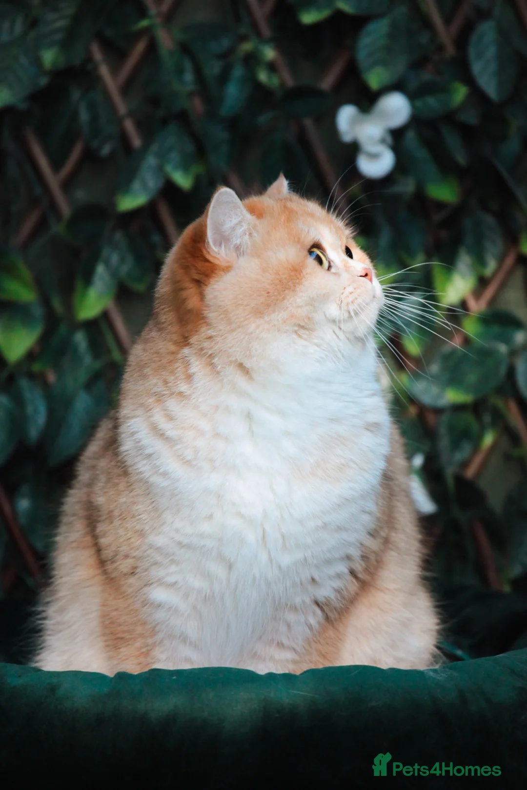 British Shorthair cats for sale: Retirement home for adult Poppy - Advert 2