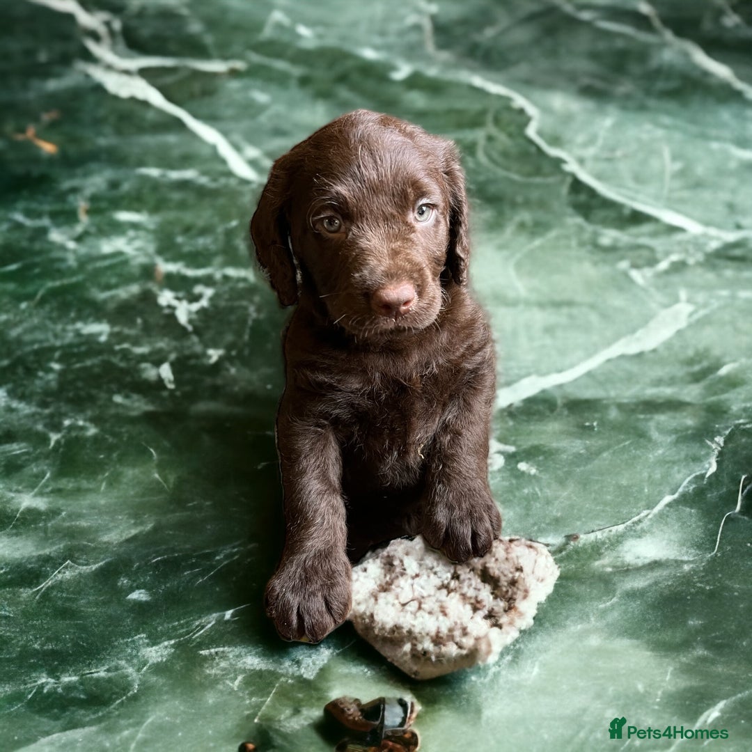 Miniature Poodle dogs for stud: Blue Merle, Chocolate carrier, Miniature stud in Newcastle - Advert 7