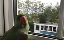 Parakeets birds for sale: Alexandrine parakeet - Image 5
