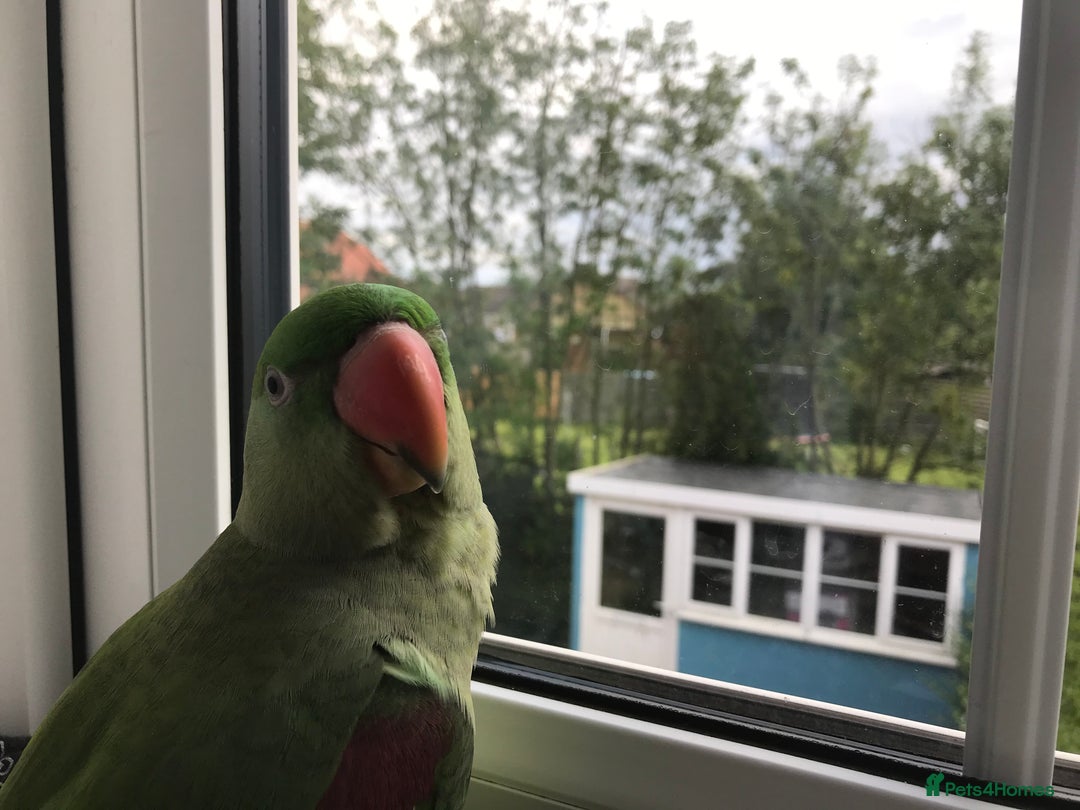 Parakeets birds for sale: Alexandrine parakeet - Image 5
