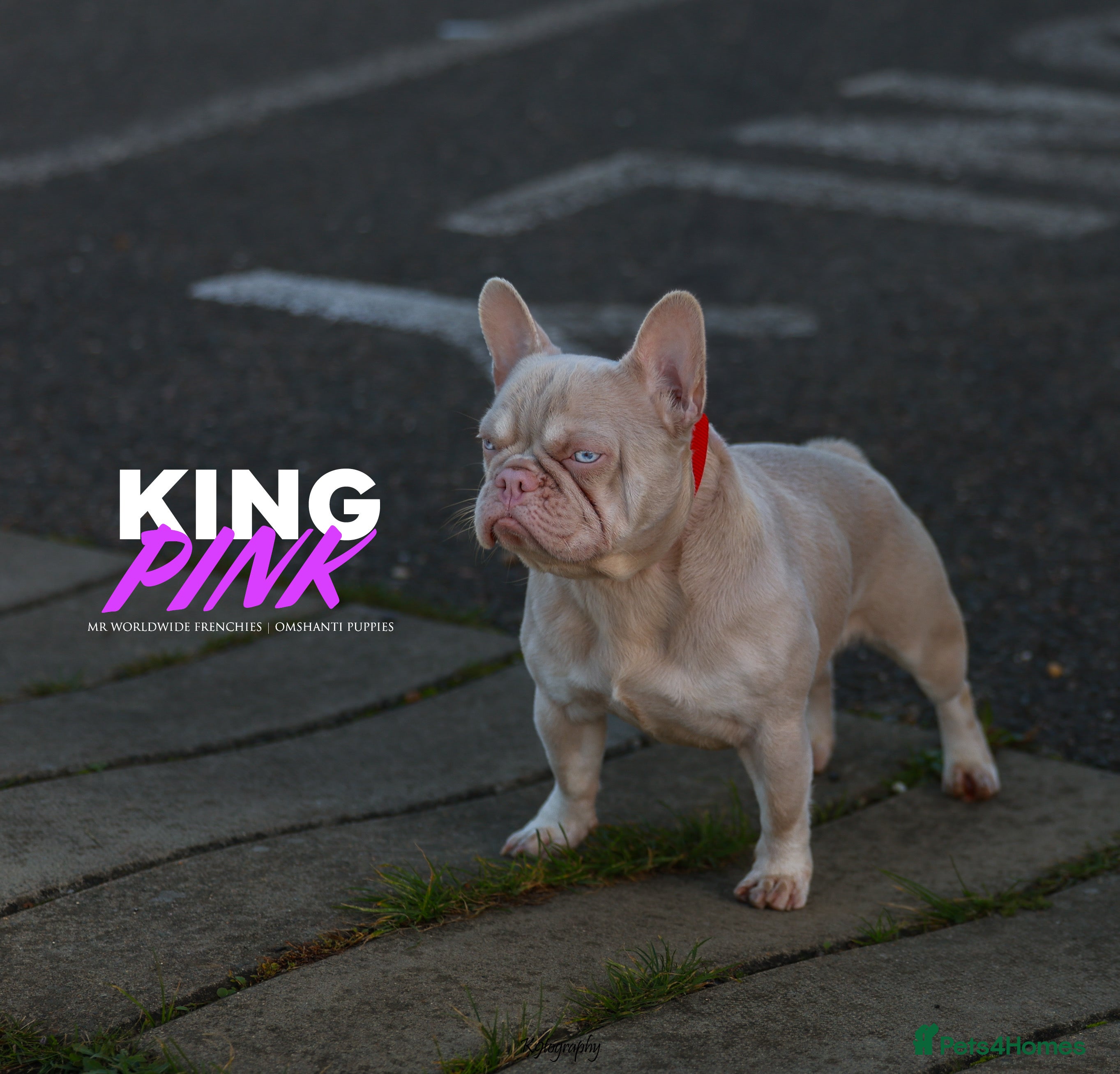 French Bulldog dogs Visual Pink & Tan Proven Stud  - Advert 21