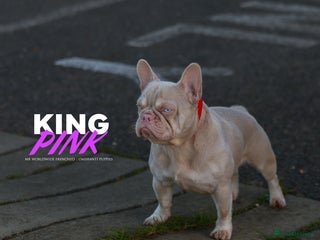 French Bulldog dogs - Advert 4