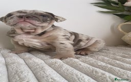 English Bulldog dogs for sale: Top quality English bulldog puppies  - Image 20
