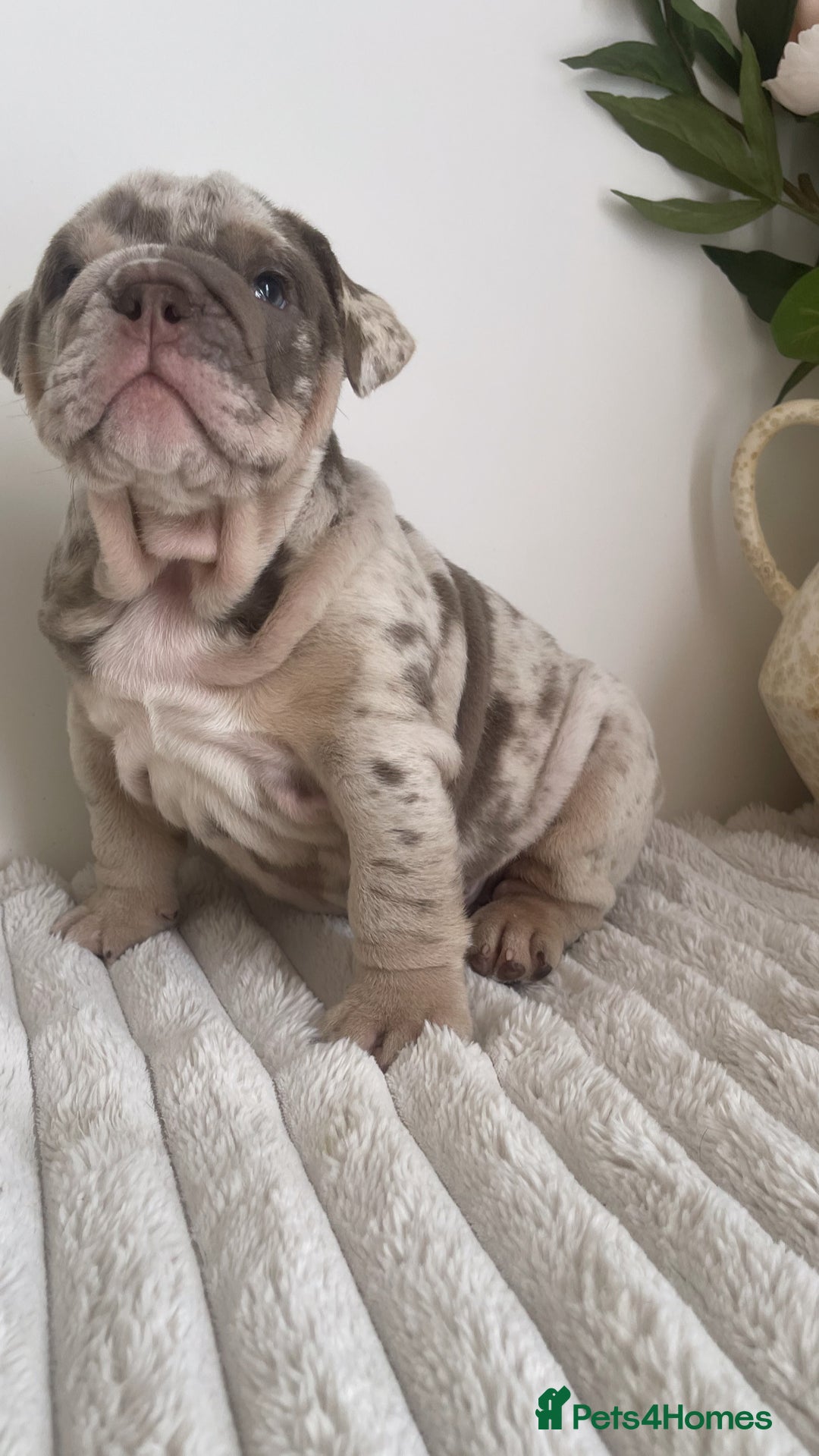 English Bulldog dogs for sale: Top quality English bulldog puppies  - Image 20