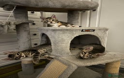 Domestic Shorthair cats for sale: Kittens - Image 8