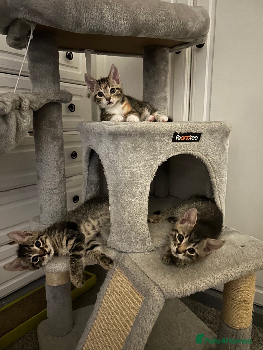 Domestic Shorthair cats for sale: Kittens - Image 8