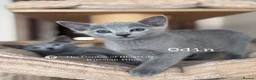 Russian Blue cats for sale: Beautiful full pedigree Russian Blue siblings  - Advert 18