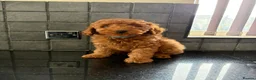 Miniature Poodle dogs for sale: Stunning Fox Red Minature Poodle Pups  - Advert 10
