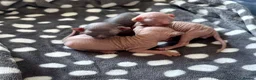 Sphynx cats for stud: Proven Bambino For Stud  - Advert 14