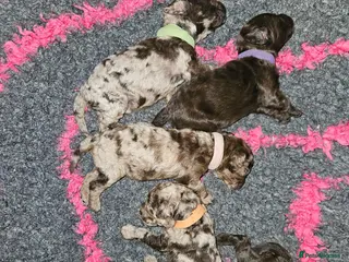 Cockapoo dogs F1b Choc Merle/Choc Cockapoo's - Advert 13