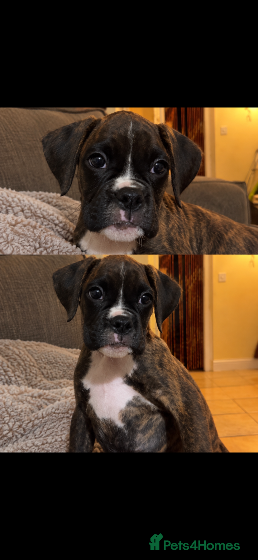Boxer dogs KC Registered Boxer Puppies - health tested - Advert 2