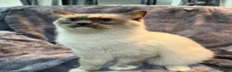 Ragdoll cats for sale: Ragdoll Show Quality Active GCCF  - Advert 4