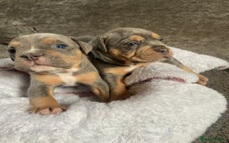 Dorset Olde Tyme Bulldogge dogs for sale: N.E.B.B.R fluffy carriers olde tyme bulldogs - Image 21