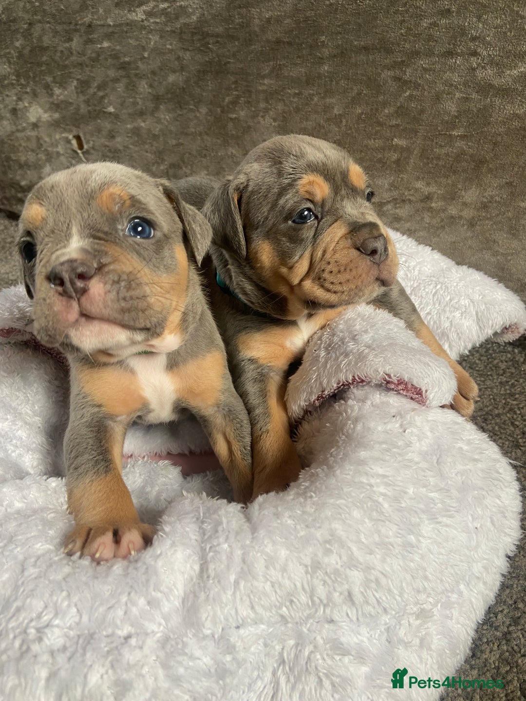 Dorset Olde Tyme Bulldogge dogs for sale: N.E.B.B.R fluffy carriers olde tyme bulldogs - Image 21