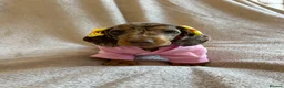 Miniature Dachshund dogs for sale:  KC Registered Miniature Dachshund Puppies - Advert 28