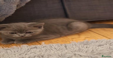 British Shorthair cats - Advert 9