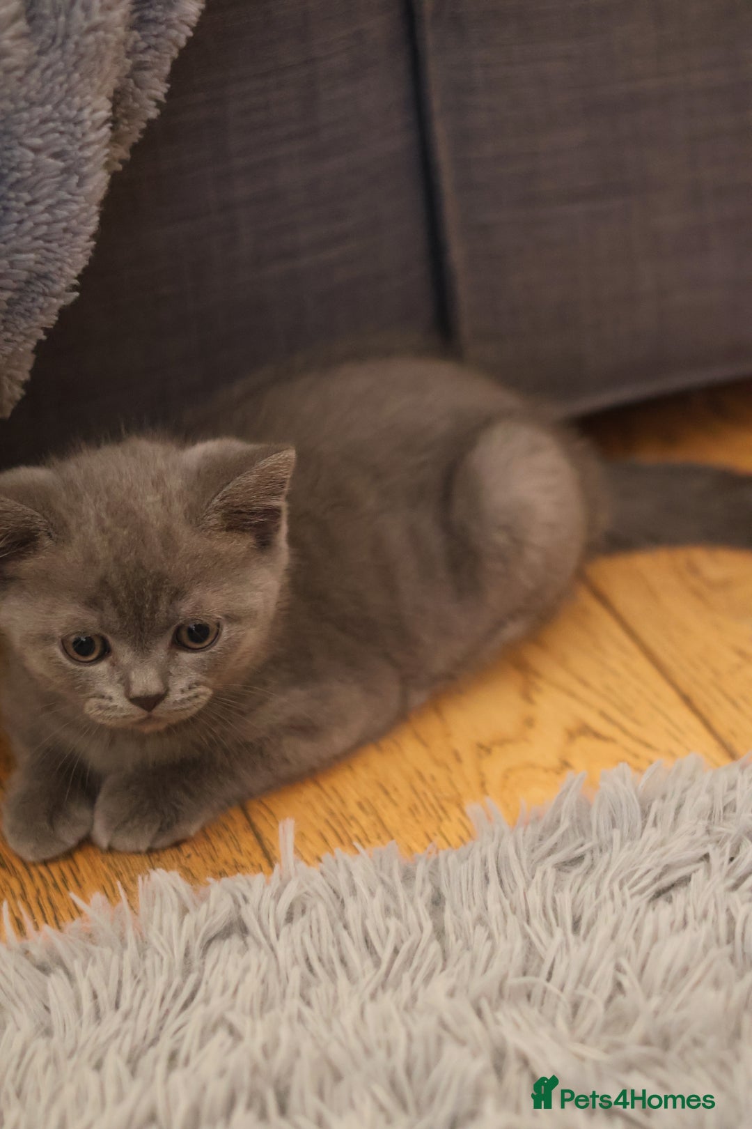 British Shorthair cats for sale: Teddy-Soft Blue British Shorthair Kitten - Image 3