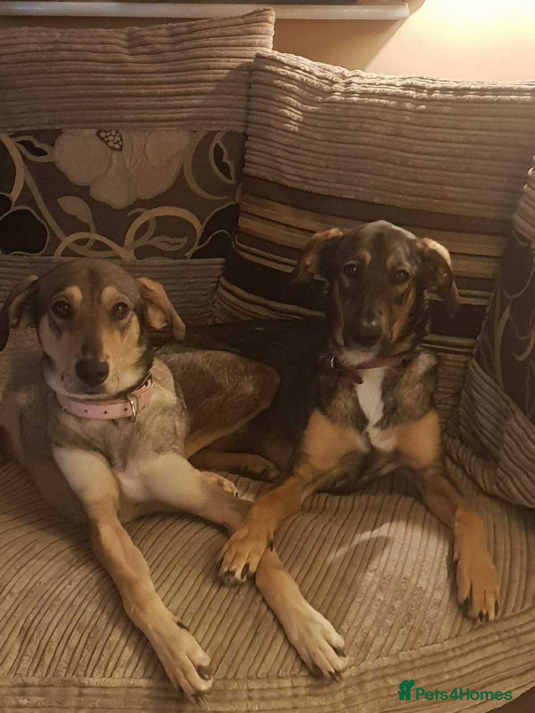 Mixed Breed dogs for adoption: DOTTY – 9 years old, Female, Mixed Breed - Image 7