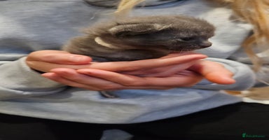 Russian Blue cats 🐾 last two girls Russian Blue Kittens 🐾 - Advert 4