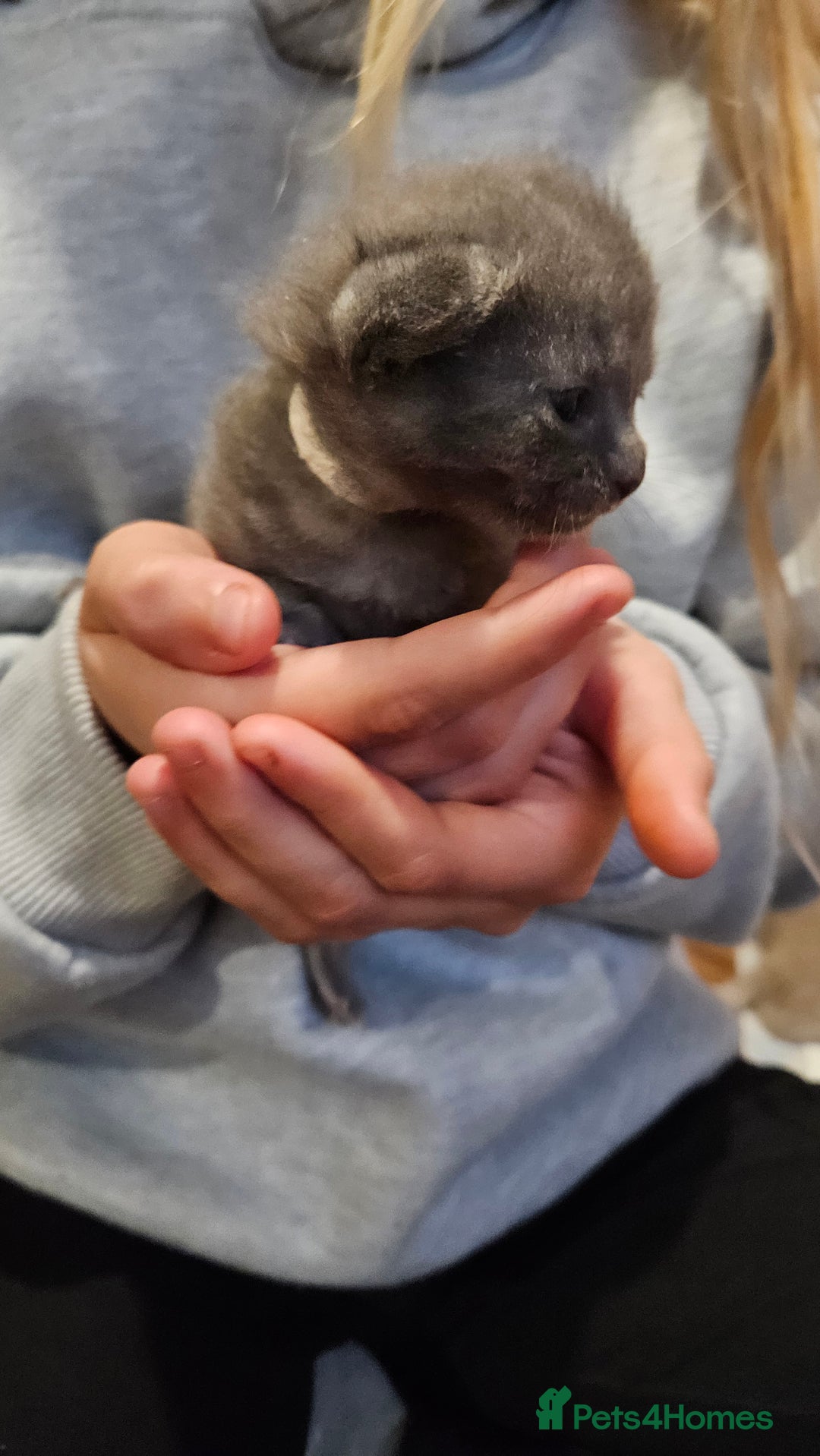 Russian Blue cats for sale: 🐾 Russian Blue Kittens 🐾 - Image 10