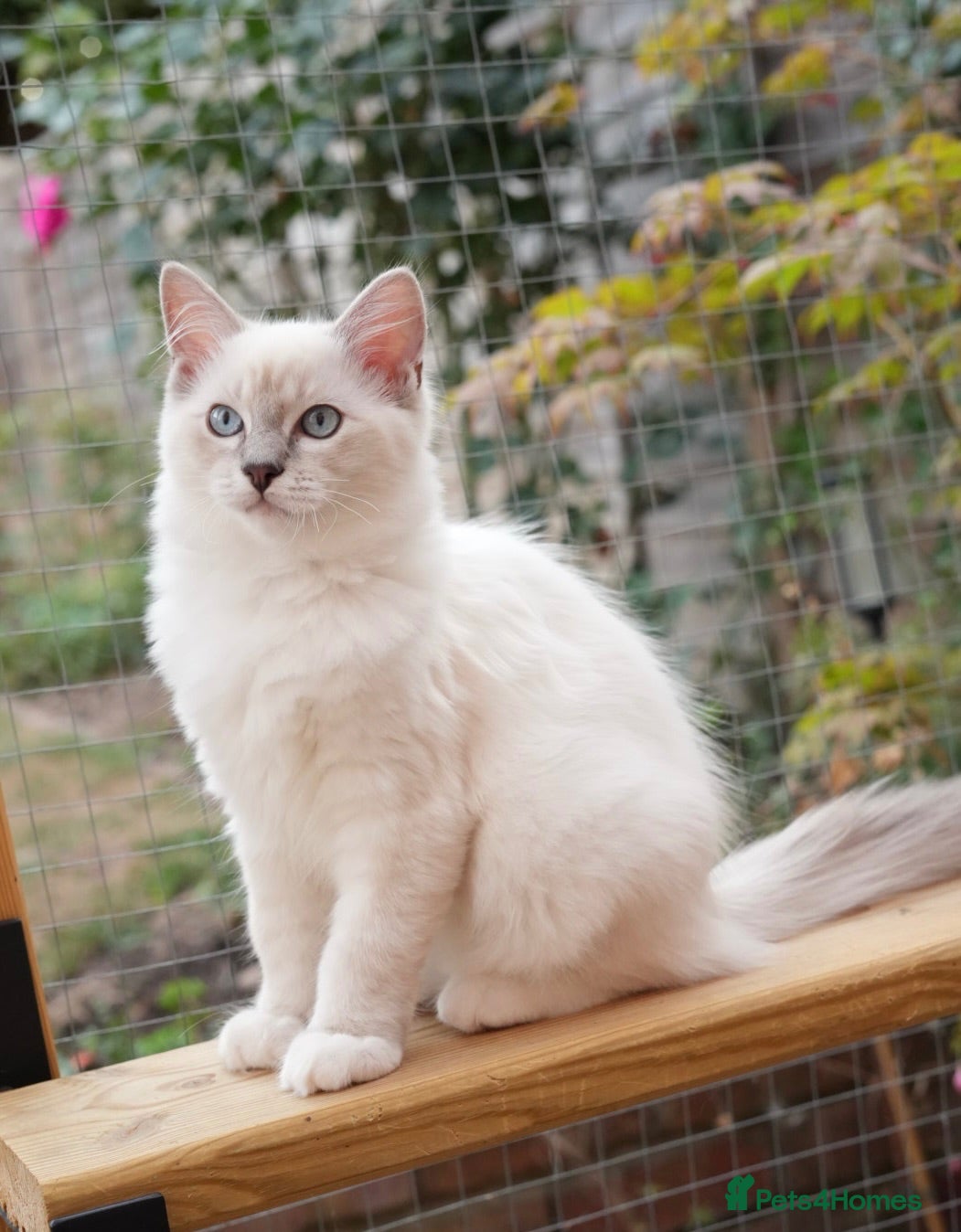 Ragdoll cats GCCF Registered Ragdoll kittens- 2 neutered boys - Advert 2