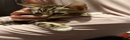 Bengal cats for sale: Mixed breed bengal kitten - Advert 3