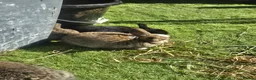 Mixed Breed rabbits for sale: Mix bunnies  - Advert 6
