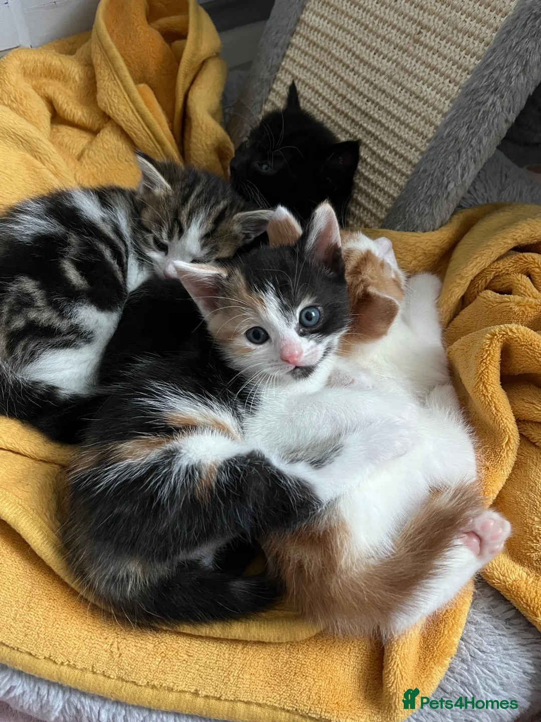 Mixed Breed cats for sale: Kittens  in Greenhithe - Advert 2