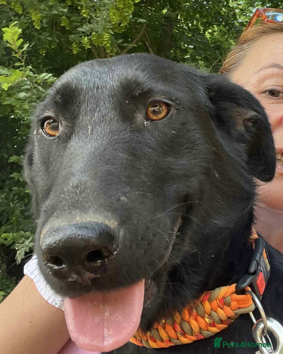 Mixed Breed dogs for adoption: Meet beautiful Maud !  - Image 6