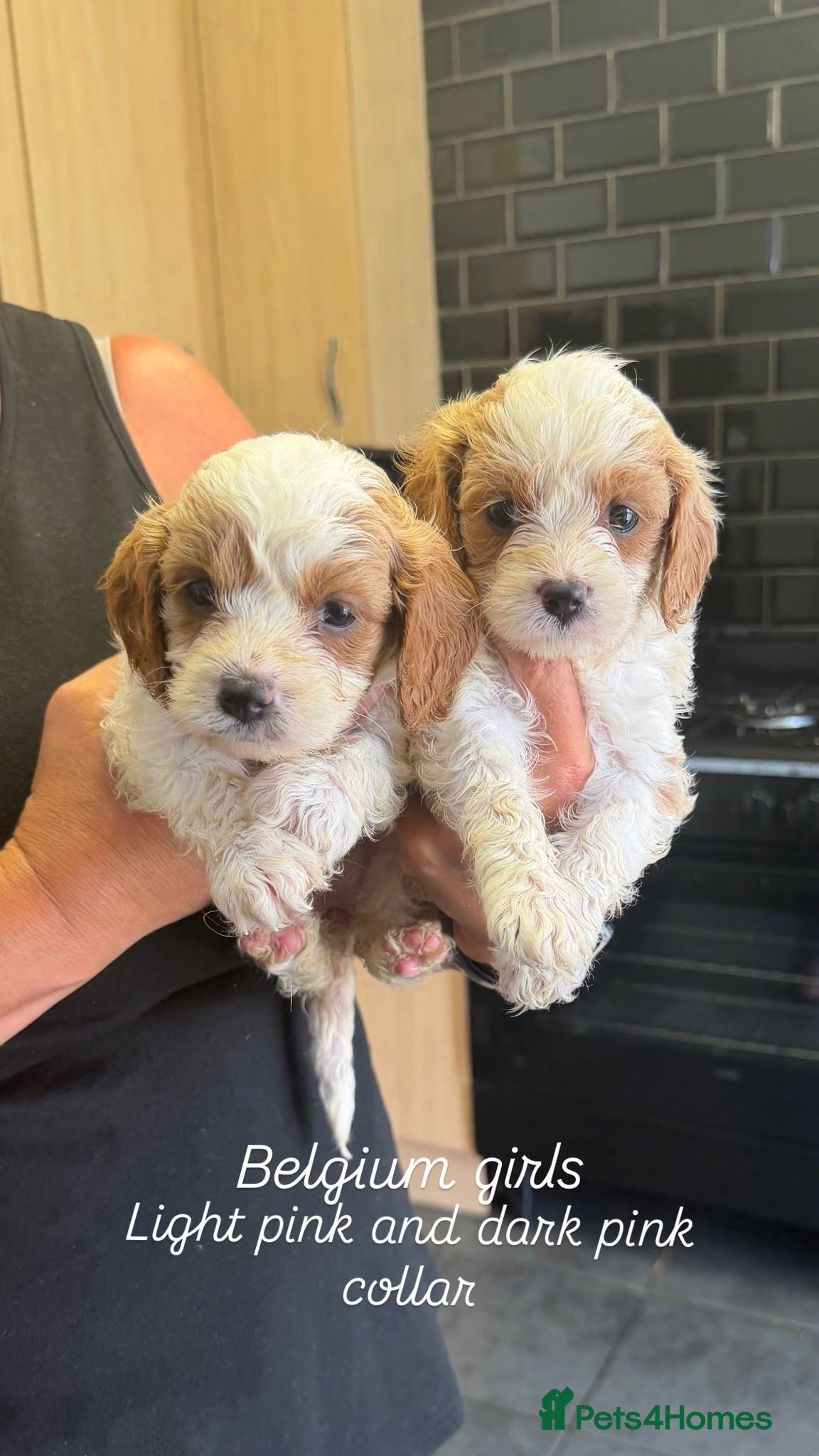 Cavapoo dogs Beautiful litter cavapoos  - Advert 1
