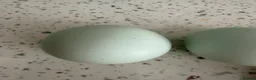 Mixed Breed poultry for sale: Fertile eggs  - Advert 5