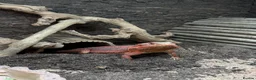 Bearded Dragon reptiles for sale: Red Hypo Leatherback Bearded Dragon - Advert 6