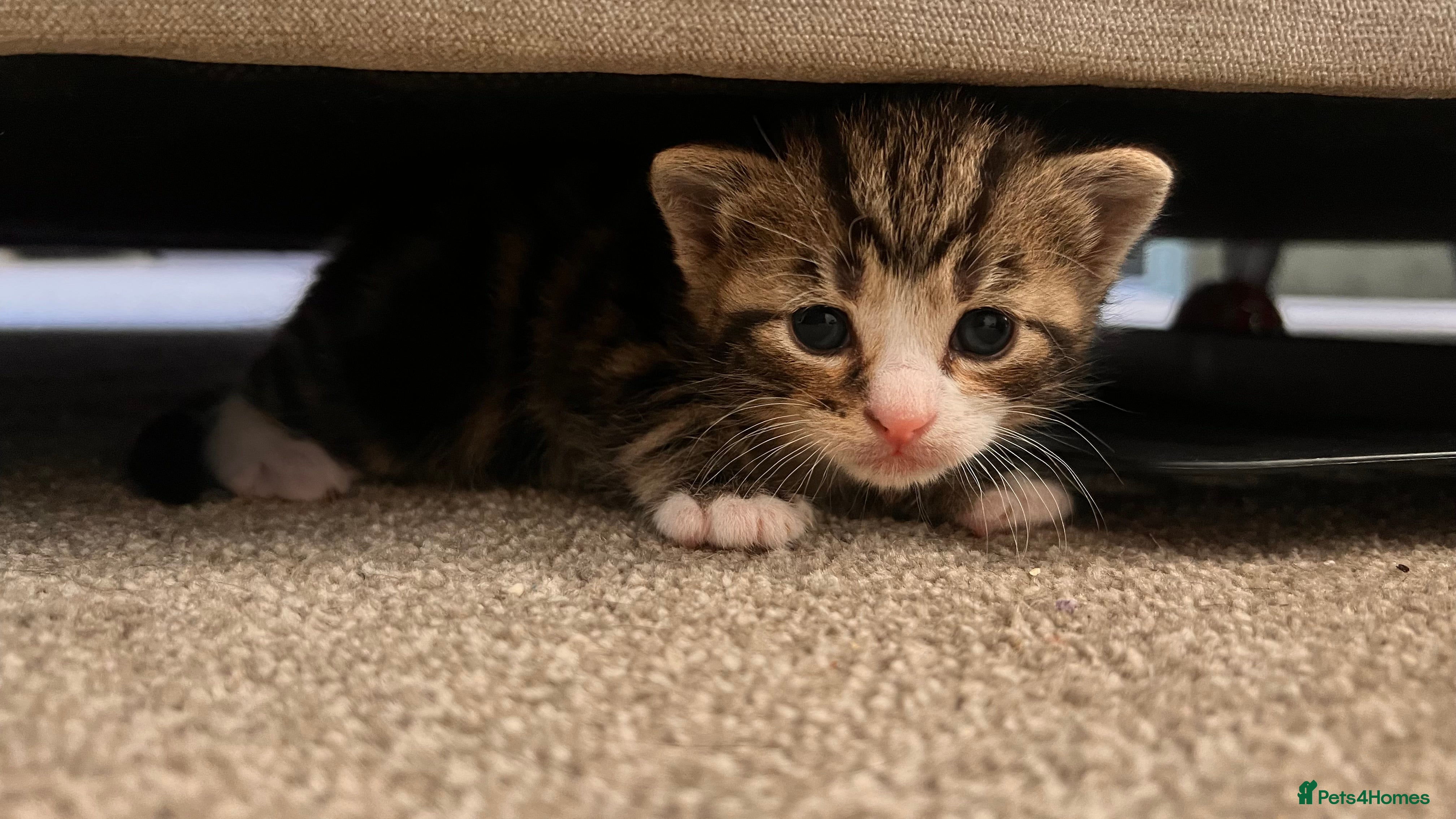 British Shorthair cats Male kittens  - Advert 1