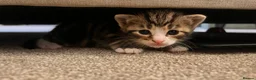British Shorthair cats for sale: Male kittens  - Advert 1