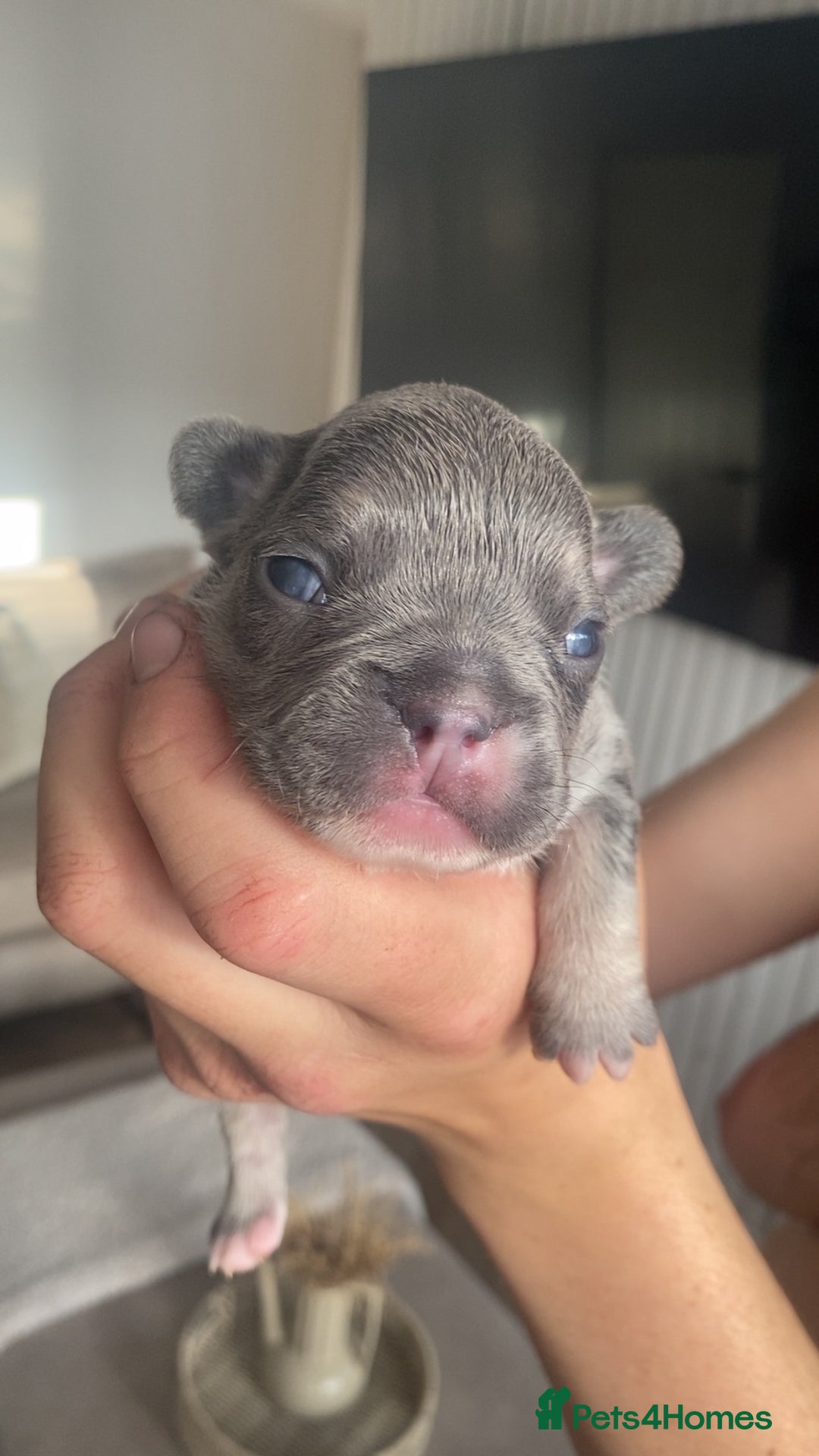 French Bulldog dogs for sale: Female French Bulldogs  - Image 8