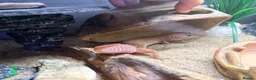 Gecko reptiles for sale: Potato the gecko and vivarium - Advert 7