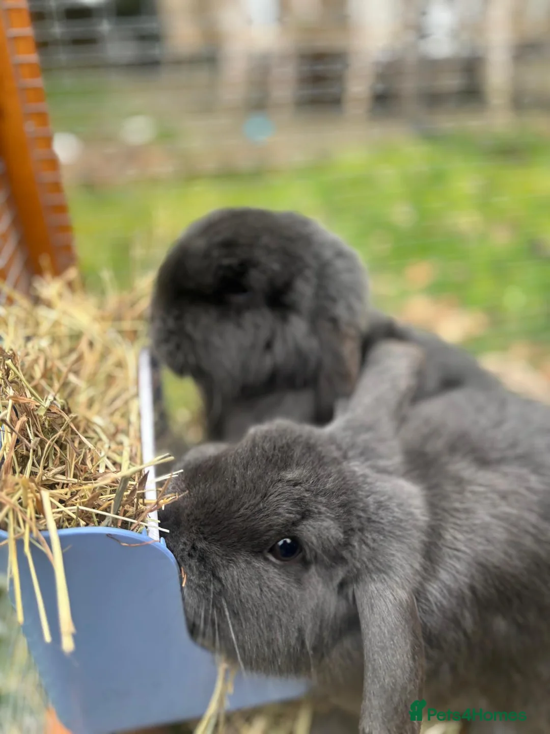 Mini Lop rabbits for sale: Stunning Blue Mini Lop Bunnies, Blue eyes,   - Advert 6