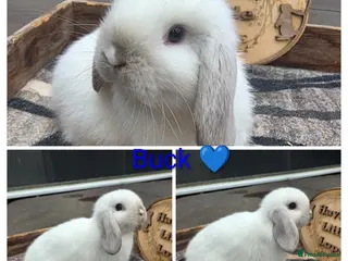 Mini Lop rabbits Gorgeous pure breed mini lops - Advert 8