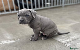 Cane Corso dogs for sale: Champion breed boodline cane corso  - Image 14