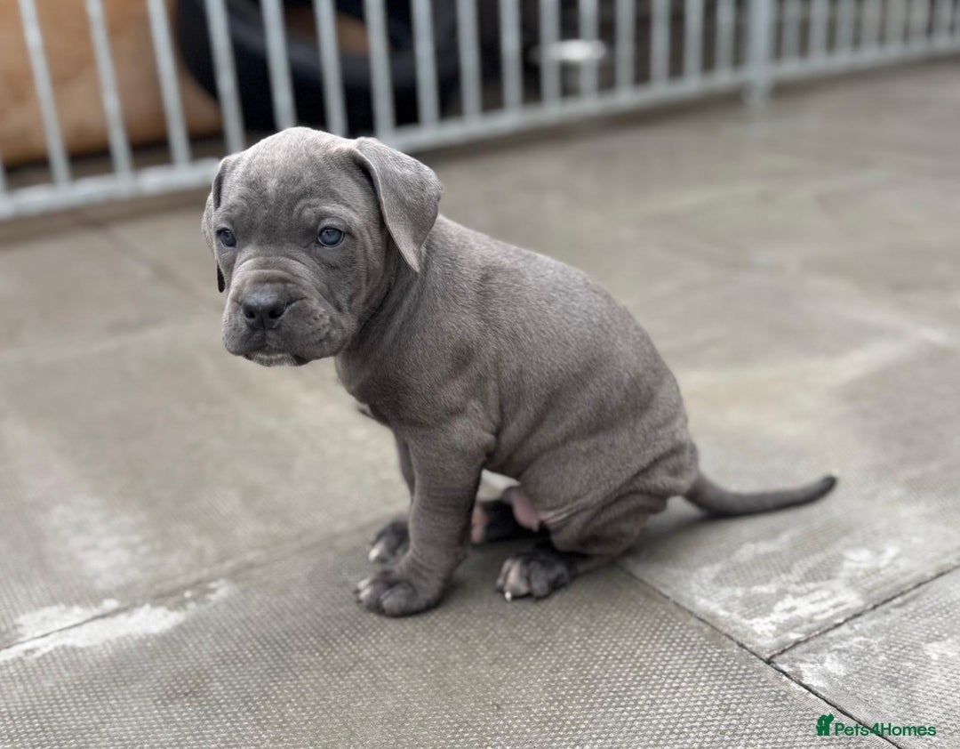 Cane Corso dogs for sale: Champion breed boodline cane corso  - Image 14