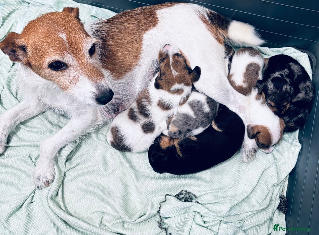 Jack Russell dogs for sale: Beautiful Jack russell puppies for sale  - Image 29