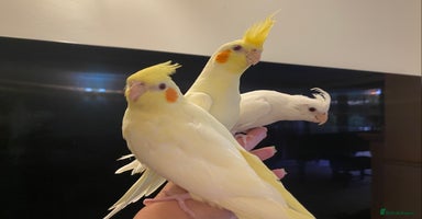 Cockatiels birds - Advert 7